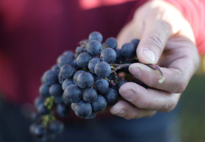 a winemaker holding grapes in his hand